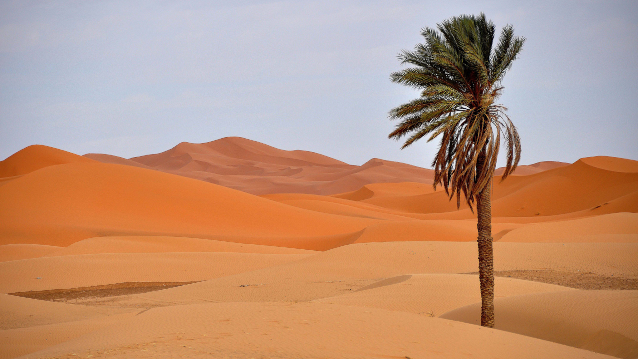барханы, песок, пальма, пустыня