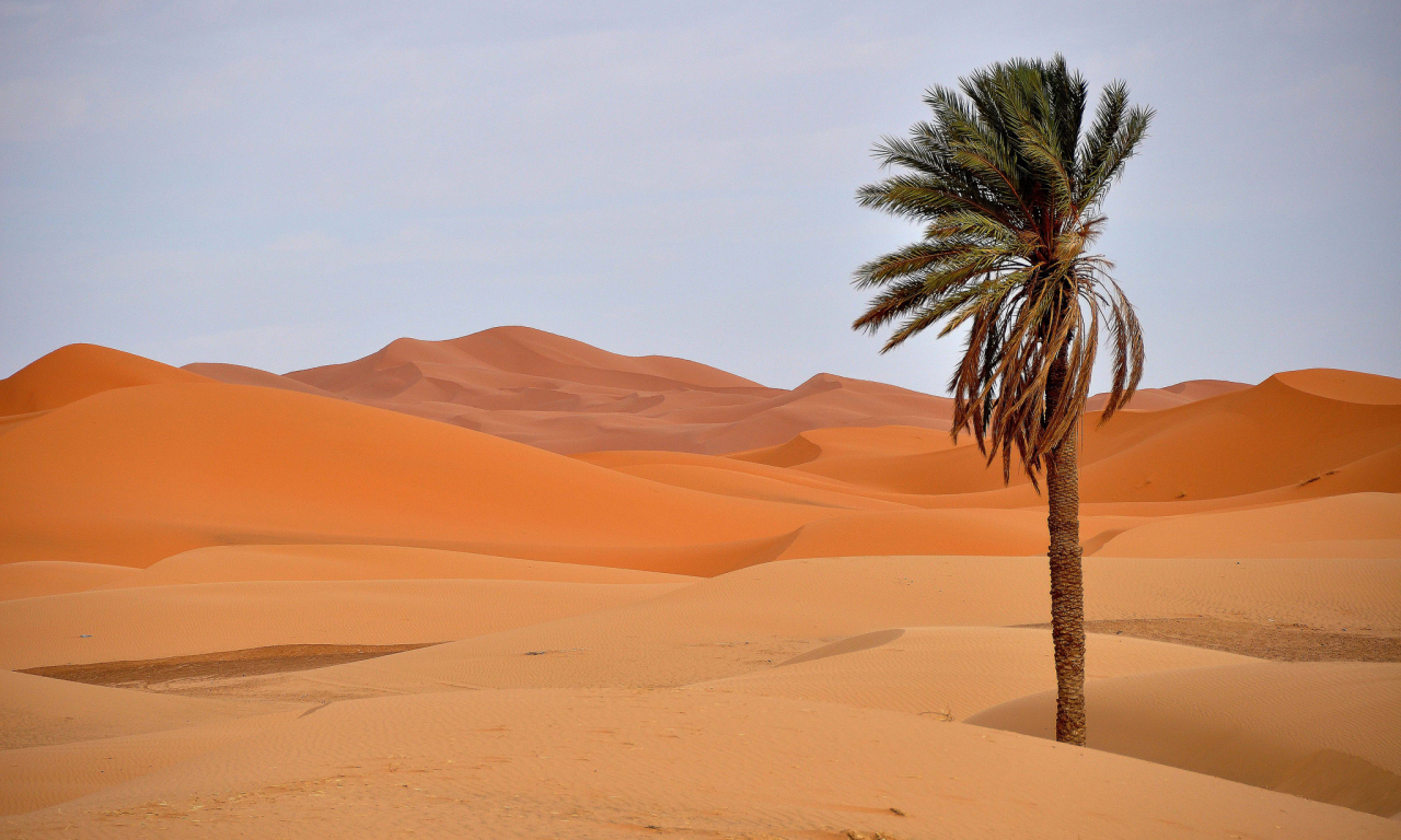 барханы, песок, пальма, пустыня