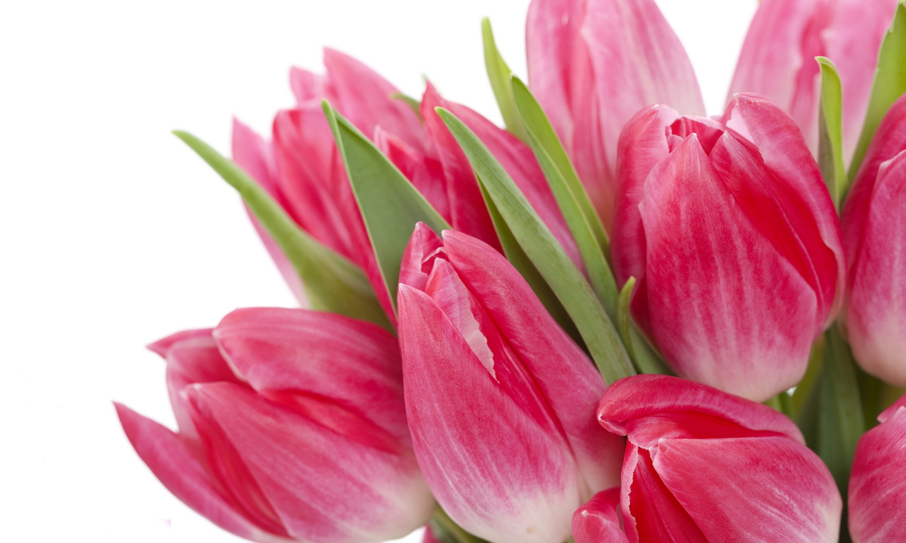 beauty, цветы, bright, bouquet, tulips, flowers, яркие, pink, тюльпаны