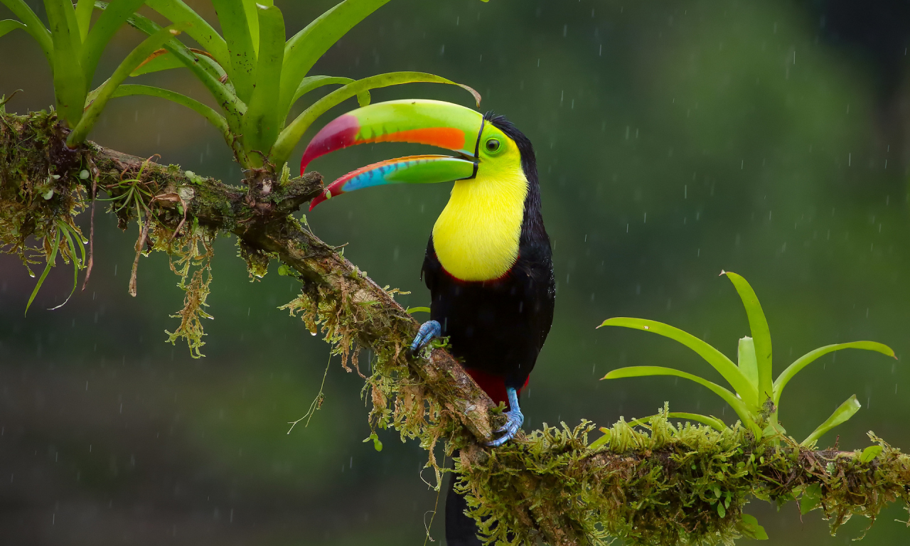 птицы мира, птица, Радужный тукан, макро фото, природа, дождь, красиво