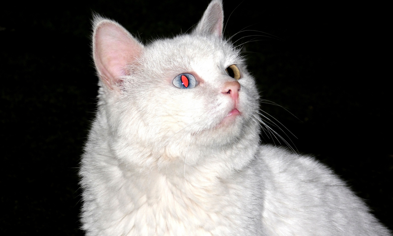 кот, белый, глаз, красный