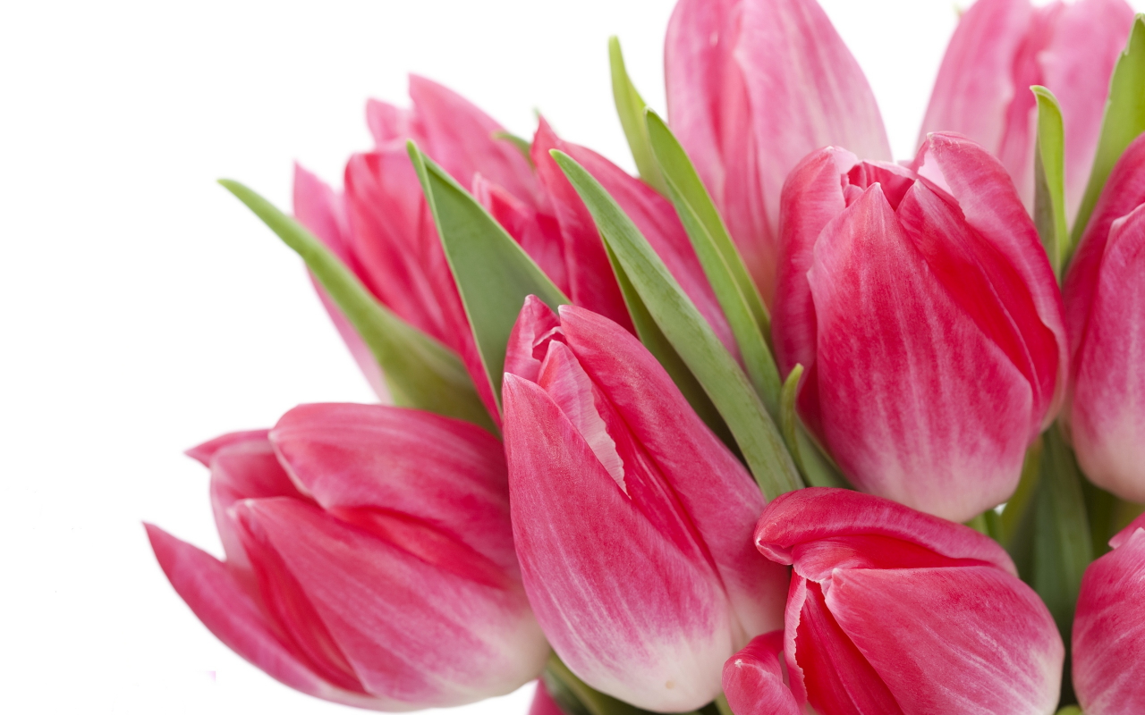 beauty, цветы, bright, bouquet, tulips, flowers, яркие, pink, тюльпаны