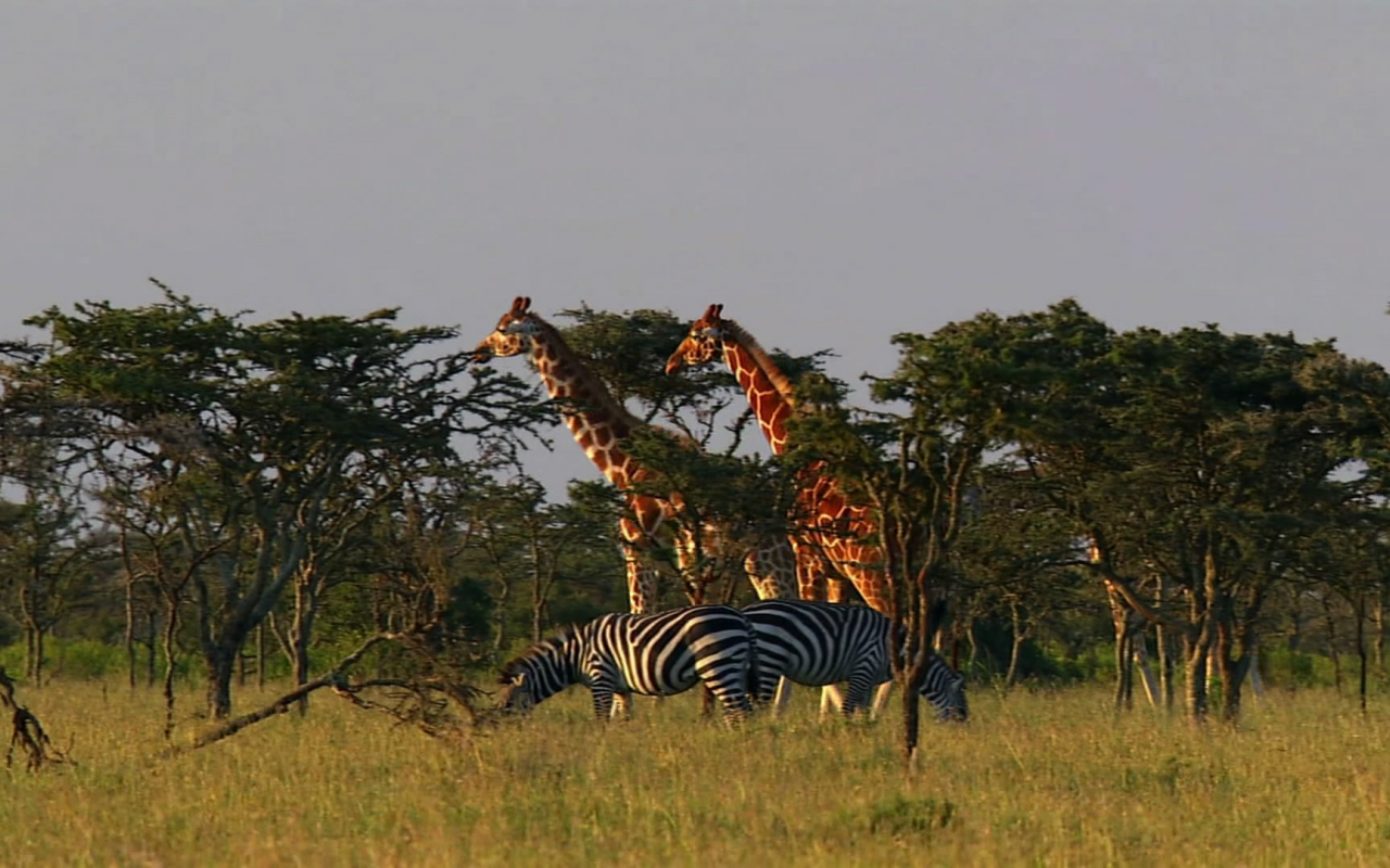 животные, жирафы, зебры