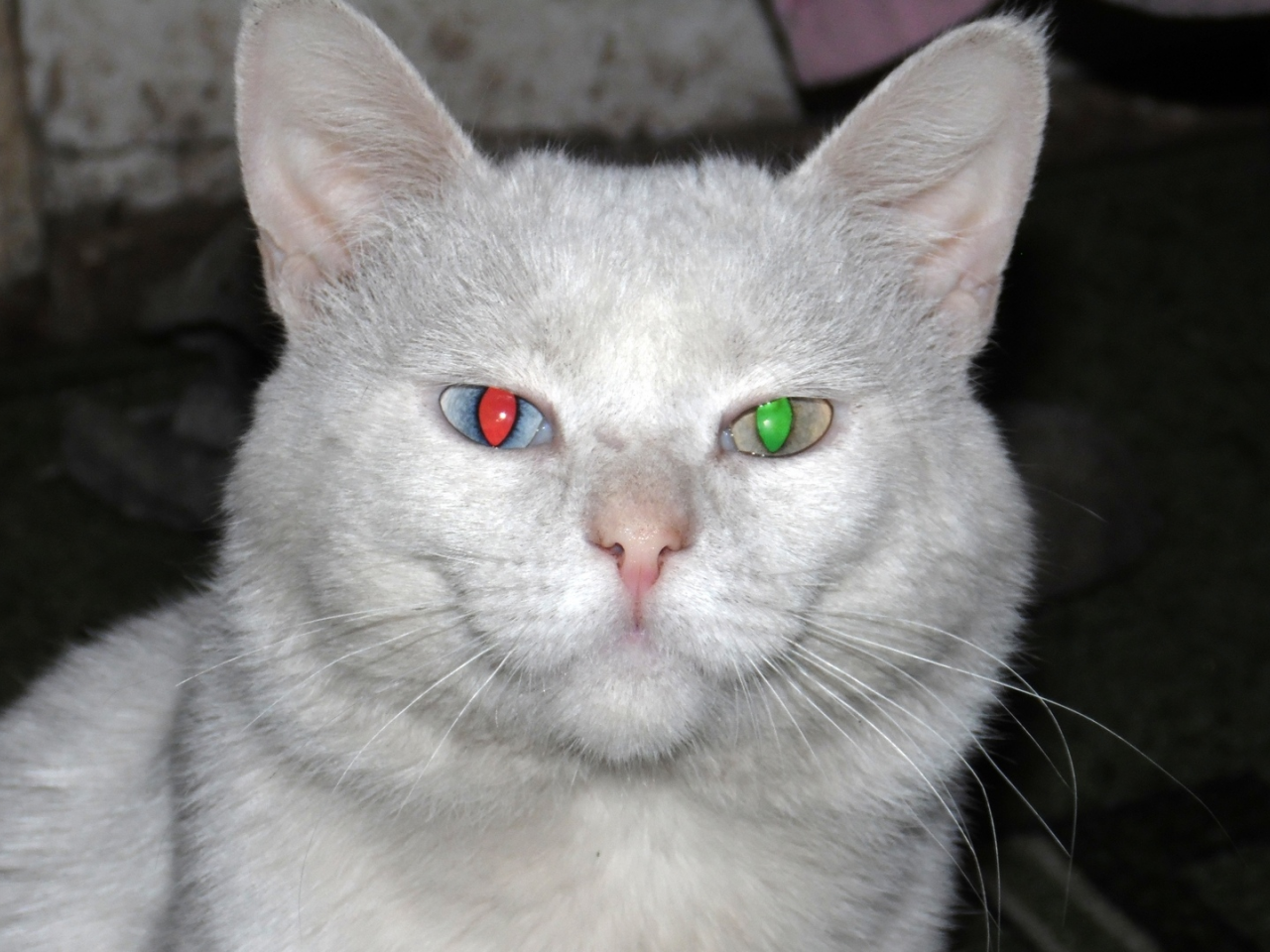 кот, белый, глаза, разные