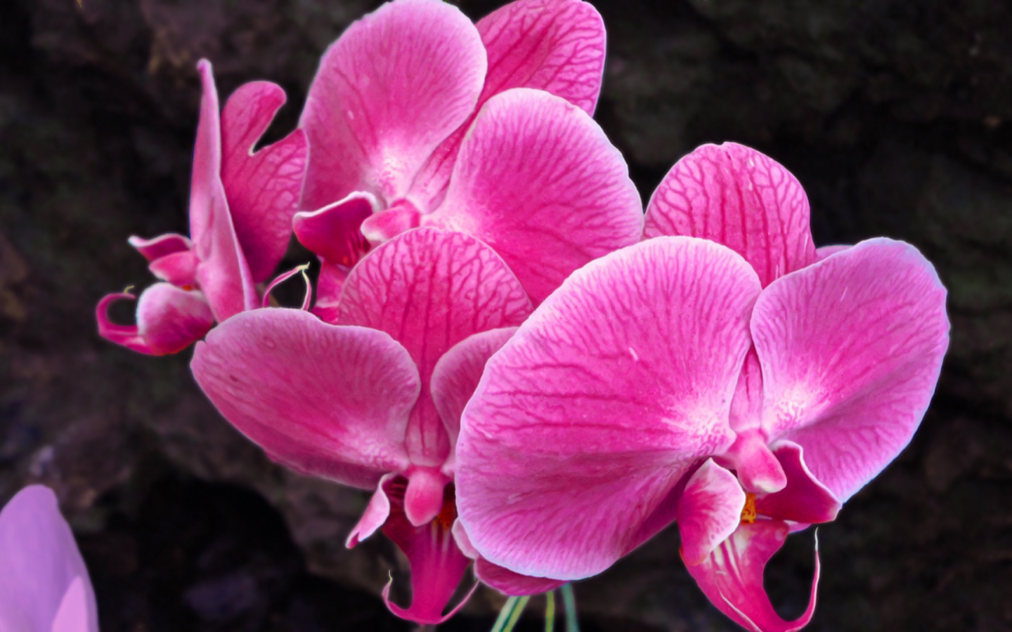 орхидея, цветок, розовая