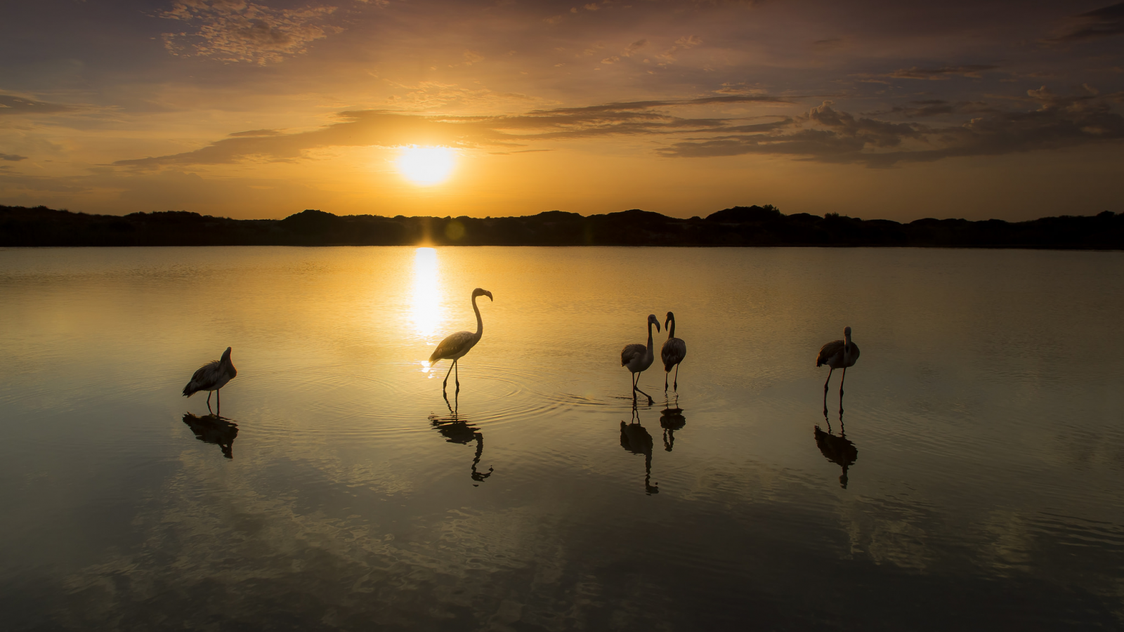 закат, фламинго, озеро