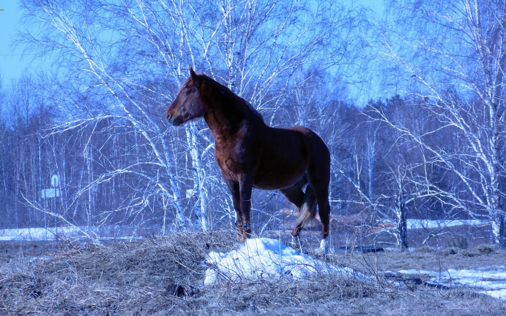 Конь, стоит, красиво