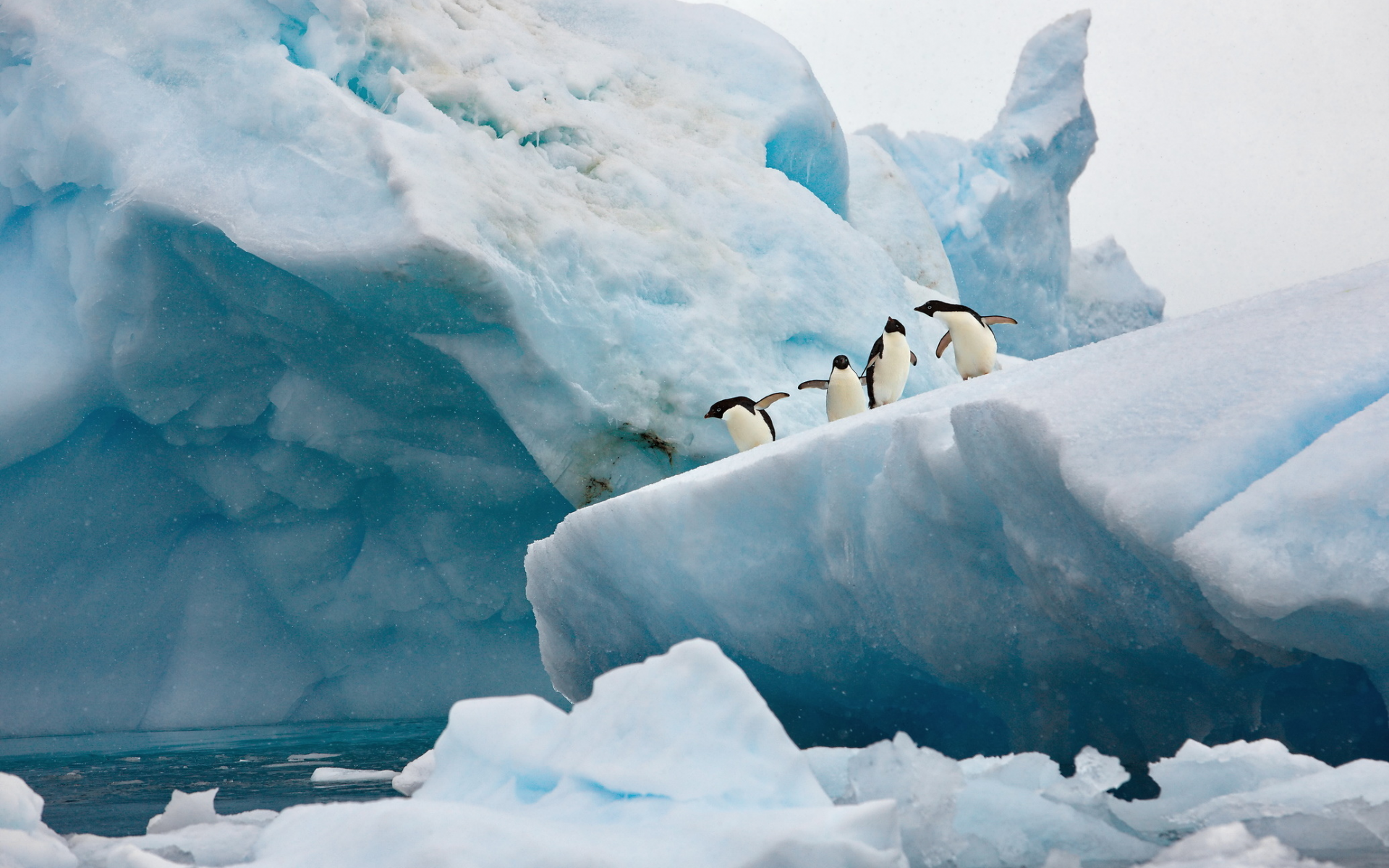 антарктика, лидина, айсберг, пингвины