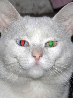 кот, белый, глаза, разные