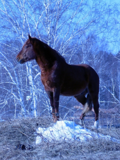 Конь, стоит, красиво