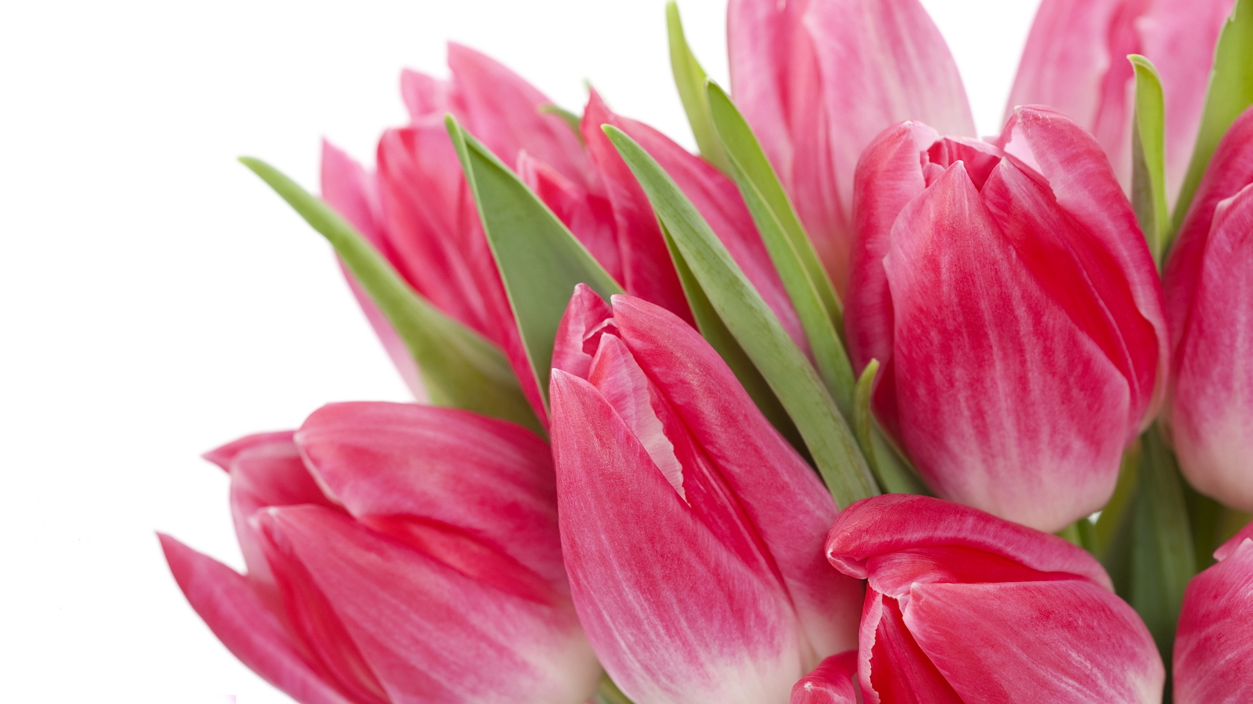 beauty, цветы, bright, bouquet, tulips, flowers, яркие, pink, тюльпаны