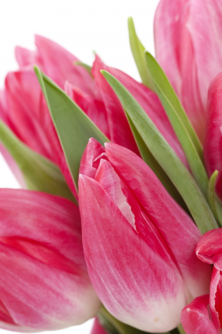 beauty, цветы, bright, bouquet, tulips, flowers, яркие, pink, тюльпаны