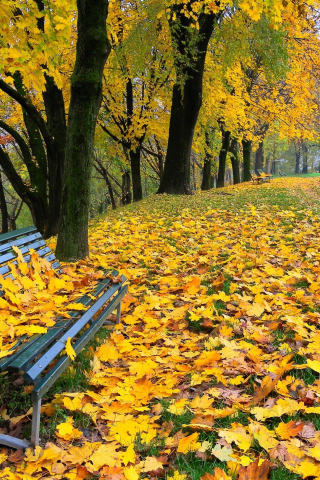 природа, парк, деревья, скамья, осень, листья, аллея