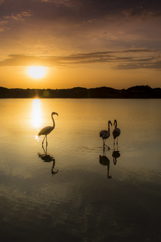 закат, фламинго, озеро