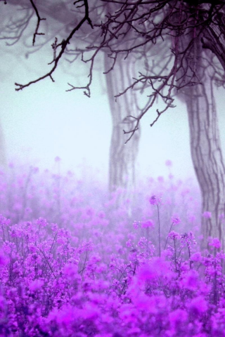 весна, туман, цветы, деревья