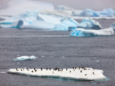 антарктика, пингвины, колония, льдина, дрейф, айсберги