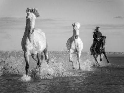 монохром, лошади, наездница, река, вода