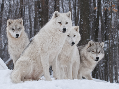зима.снег, волки, хищник, семья, природа