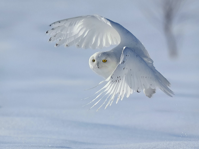 Фон, снег, белый, птица, полярная сова.