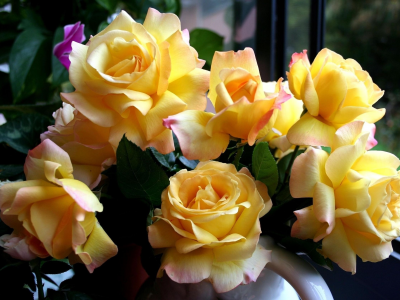 красивые, розы, желтые, цветы, жёлтые, букет