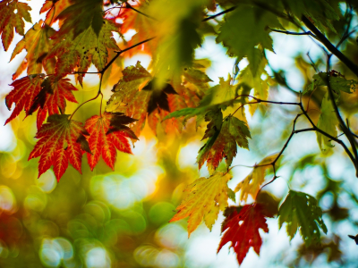 макро, осень, красный, листочки, листья, зеленый