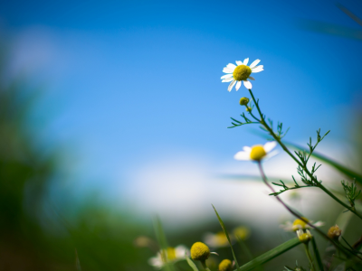 цветы, цветочек, flower, цветок, flowers, ромашка, листья