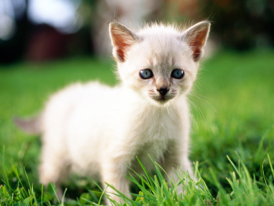трава, cat, кошка, белый, кот, котенок, макро