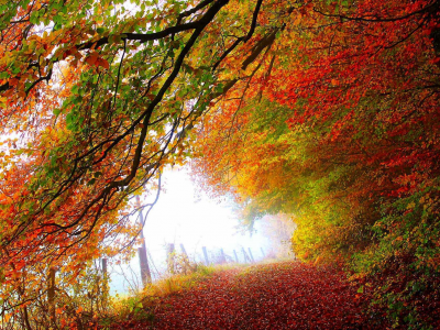 road, trees, leaves, park, forest, colors, colorful, fall, path, walk, листья, autumn, nature