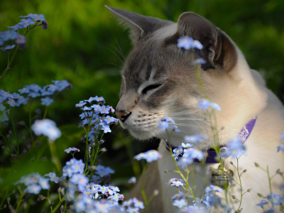 тонкинская кошка, цветы, тонкинез, незабудки