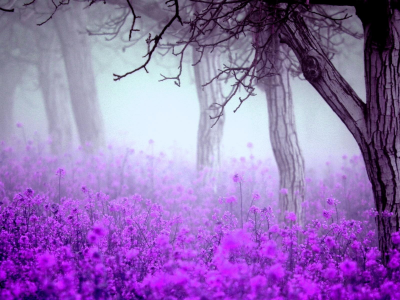 весна, туман, цветы, деревья