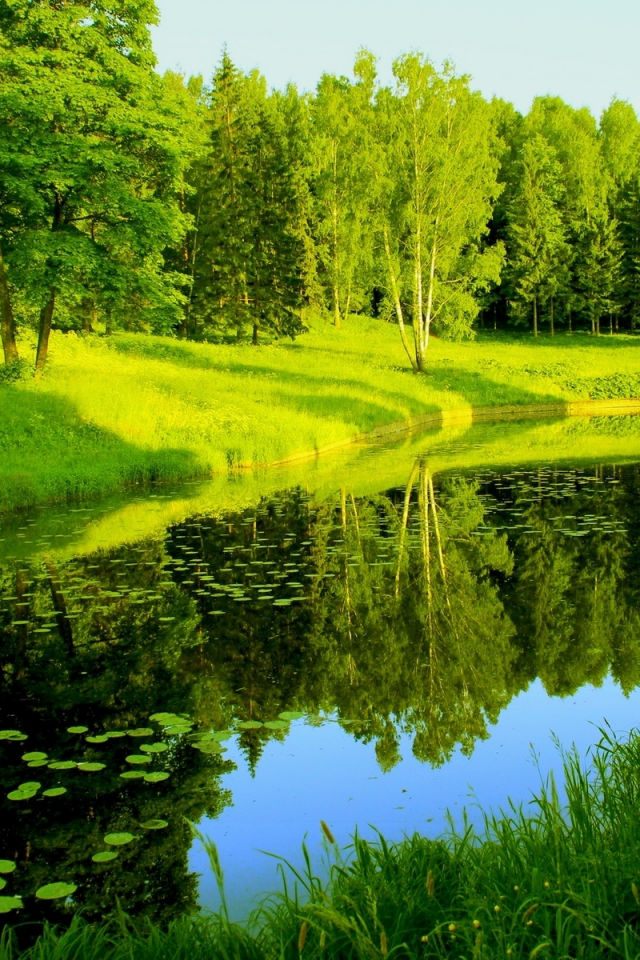 природа, отражения, деревья, река, зелень