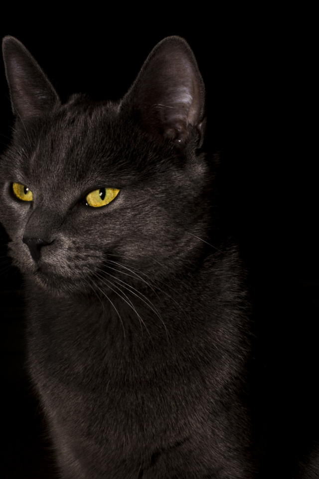 кошка, обои, фон, кот, black, черный фон, cat