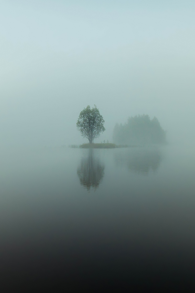 остров, отражения, утро, вода, озеро, дерево, туман