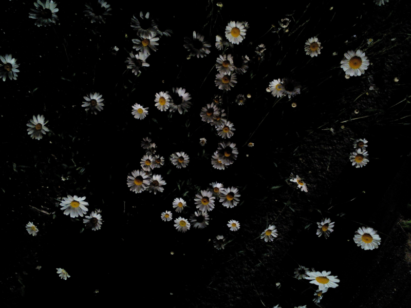 ночь, цветы, ромашки