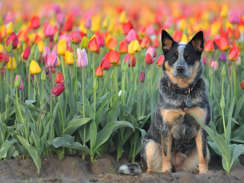 собака, взгляд, цветы, тюльпаны