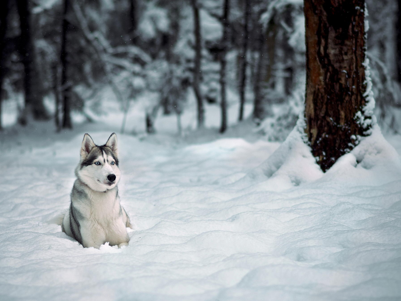 зима, снег, хаски, лайка, собака, деревья, лес