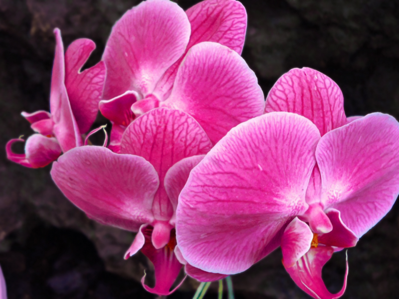 орхидея, цветок, розовая