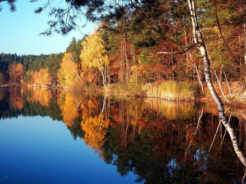природа, деревья, озеро, осень