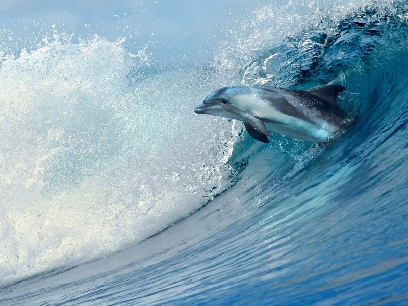Волна, дельфин, брызги, прыжок.