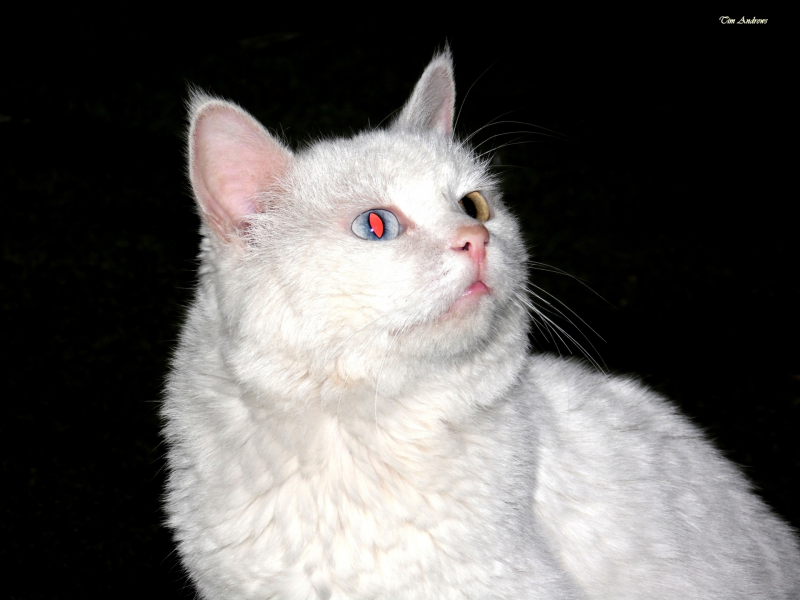кот, белый, глаз, красный