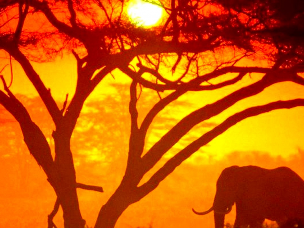 Африка, слон, солнце, дерево
