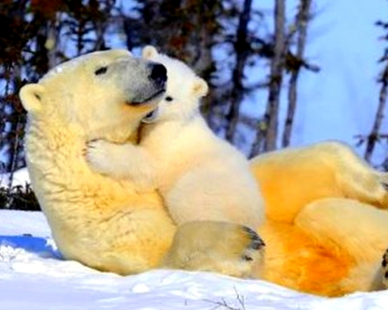 белый медведь, мама, зима, снег