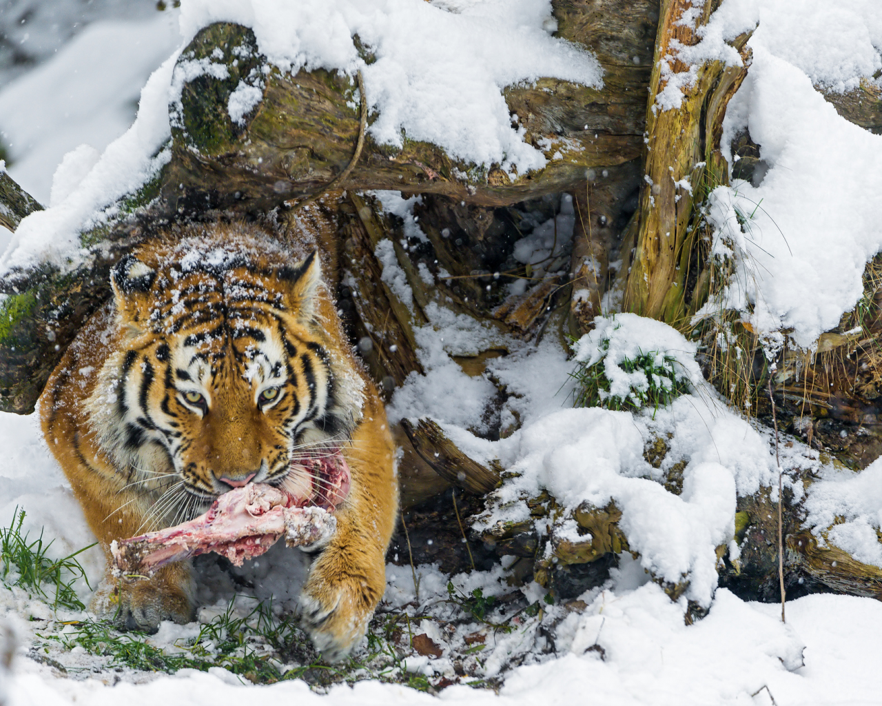 зима, кость, хищник, большая кошка, амурский тигр, снег