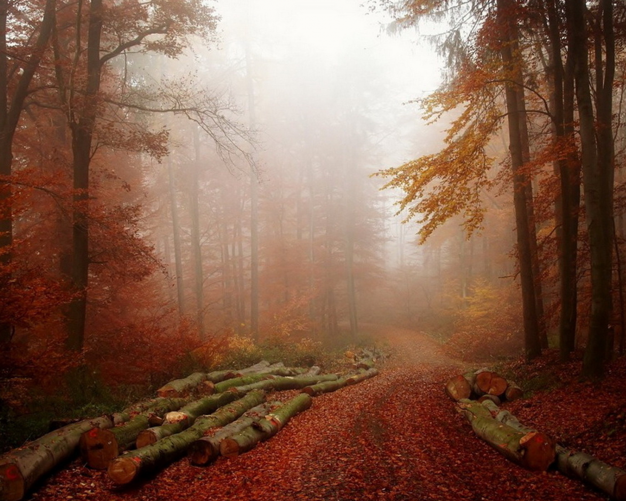 лес, осень, осень золотая, красота, дорога, деревья