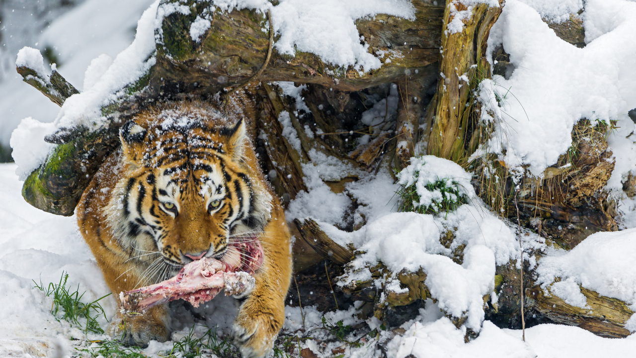зима, кость, хищник, большая кошка, амурский тигр, снег