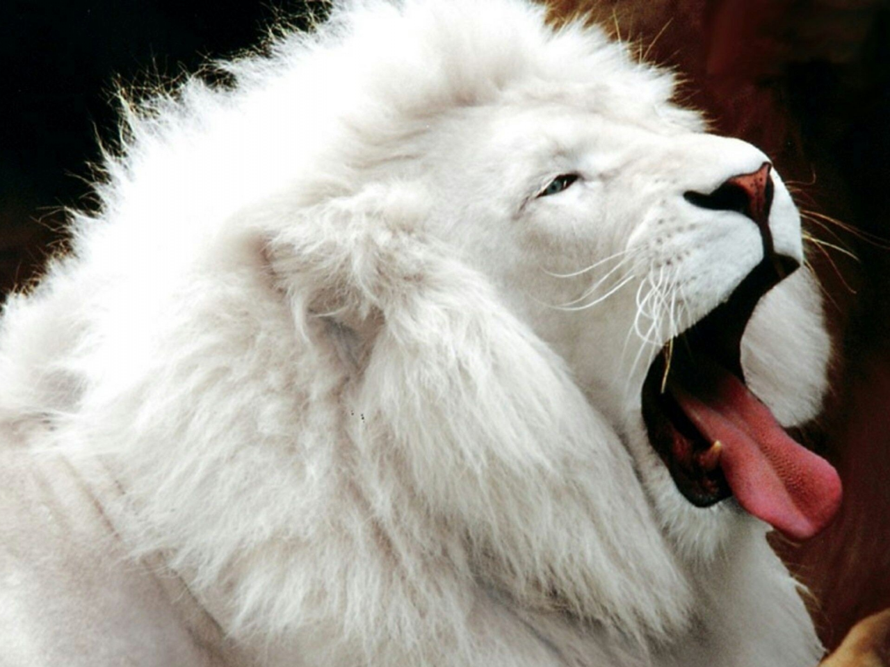 лев, альбинос