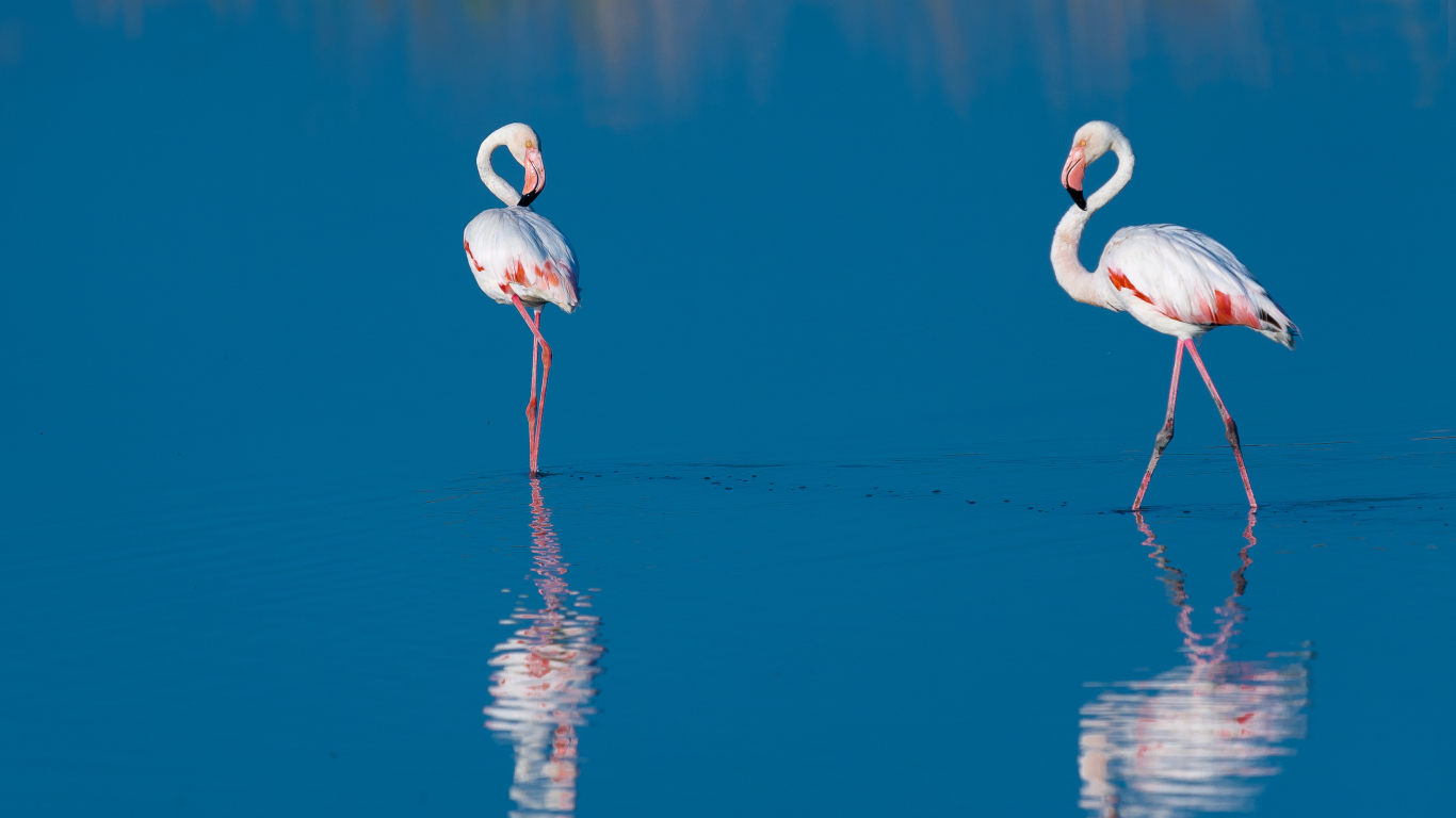 голубая, отражение, птицы, вода, две, фламинго