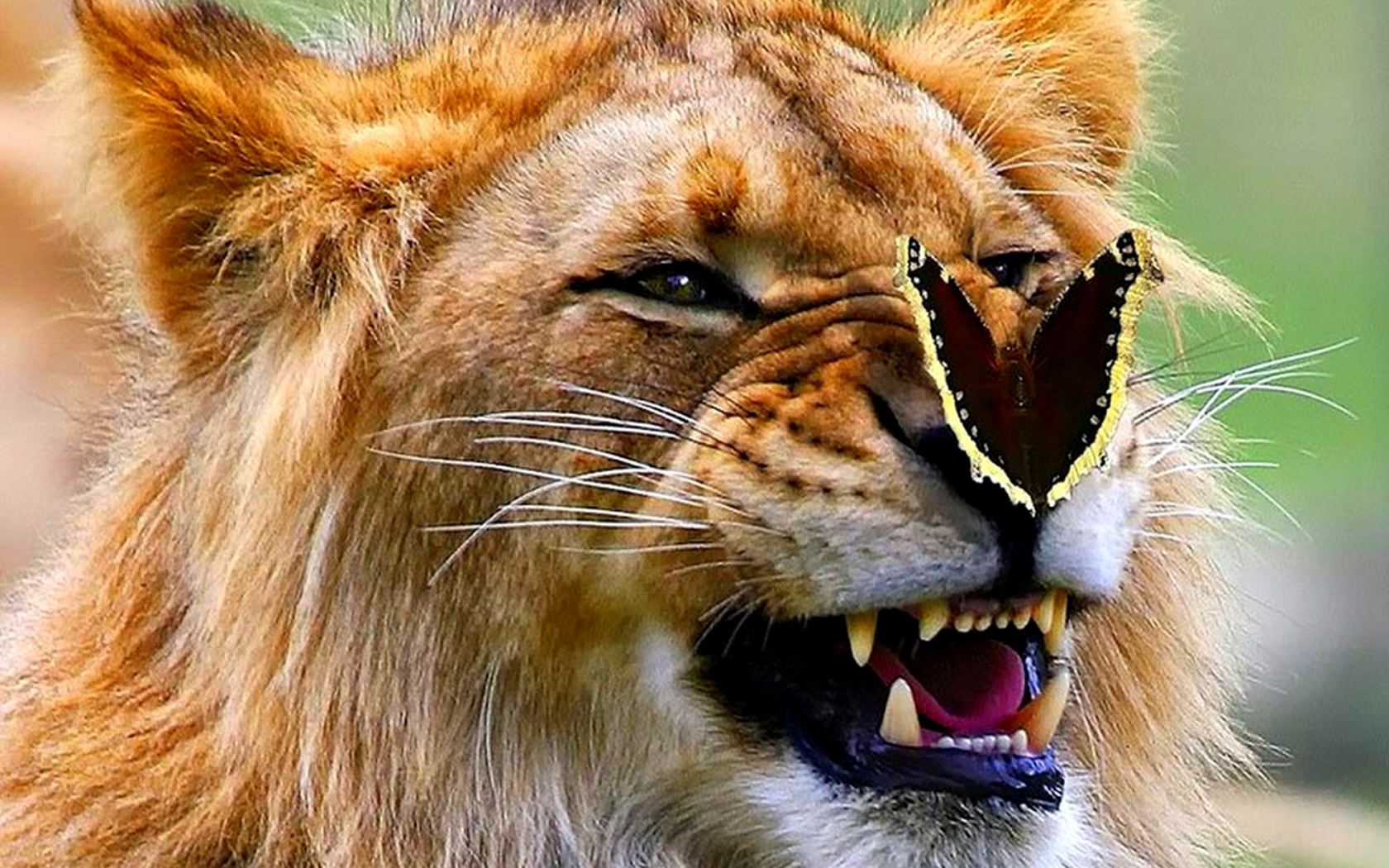 лев, царь зверей, бабочка, оскал