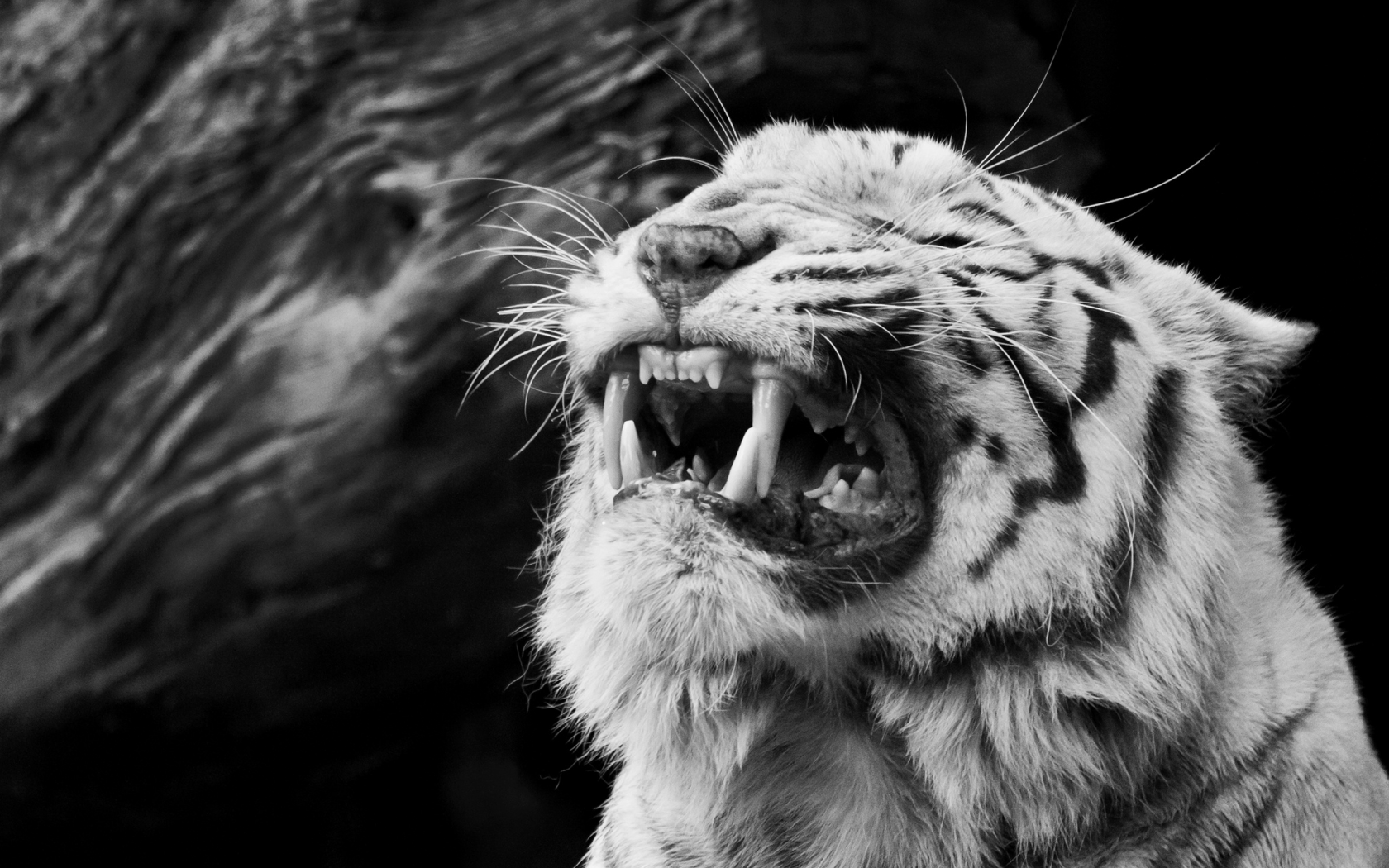 клыки, белый тигр, ярость, злость, морда, оскал