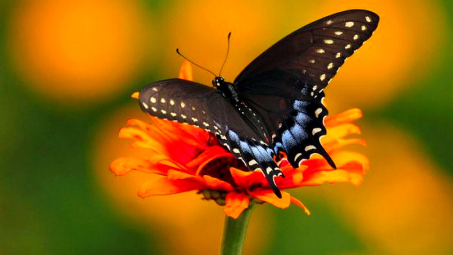 бабочка, природа, Spicebush Swallowtail (Махаон)
